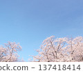 Scenery with cherry blossoms 137418414