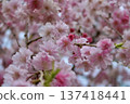 Red weeping cherry blossoms in full bloom 137418441
