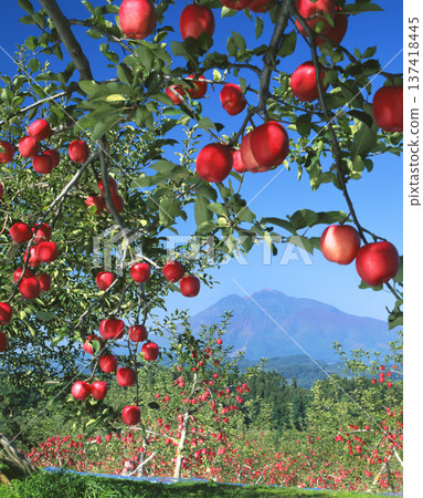 岩木山和鮮紅的蘋果 岩木山和鮮紅的蘋果 137418445