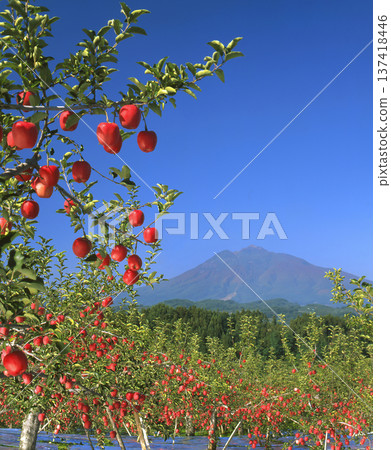 岩木山和鮮紅的蘋果 137418446