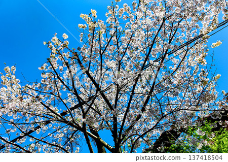 【神奈川】鎌倉之春：櫻花盛開，圓覺寺前電線桿林立 137418504