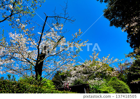 【神奈川】鎌倉之春：圓覺寺前的櫻花與電線 137418505
