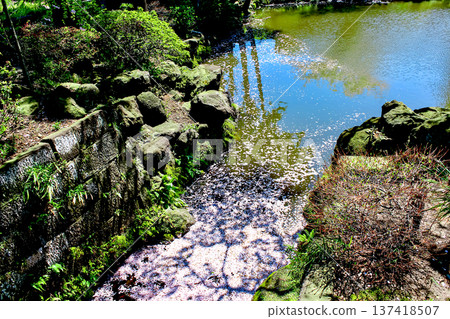 【神奈川】鎌倉之春：圓覺寺白鷺池上櫻花花瓣飄浮 137418507