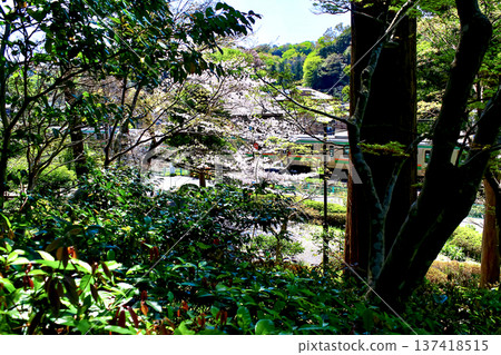 【神奈川】鎌倉之春:從圓覺寺正門眺望橫須賀線鐵軌 【神奈川】鎌倉之春:從圓覺寺正門眺望橫須賀線鐵軌 137418515