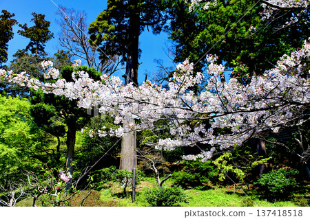 【神奈川】鎌倉之春：圓覺寺前的櫻花盛開 137418518