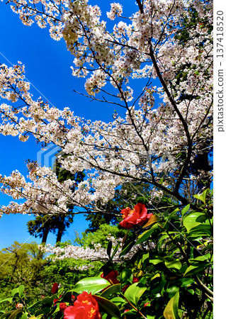 【神奈川】鎌倉之春：圓覺寺前櫻花盛開，山茶花鮮紅欲滴。 137418520