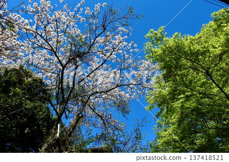 [Kanagawa] Spring in Kamakura: Cherry blossoms in full bloom and fresh greenery in front of Engakuji Temple 137418521