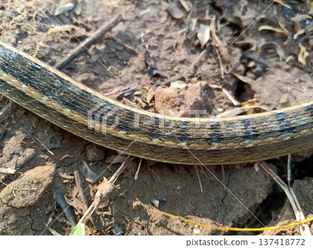 Buff-striped Keelback This species is a non-venomous snake common in South Asia Buff-striped Keelback This species is a non-venomous snake common in South Asia 137418772