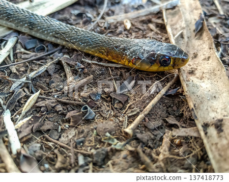 Buff-striped Keelback This species is a non-venomous snake common in South Asia Buff-striped Keelback This species is a non-venomous snake common in South Asia 137418773