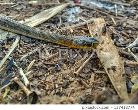 Buff-striped Keelback This species is a non-venomous snake common in South Asia 137418774
