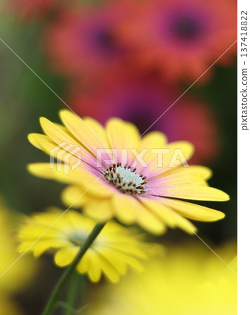 Yellow osteosperm Yellow osteosperm 137418822