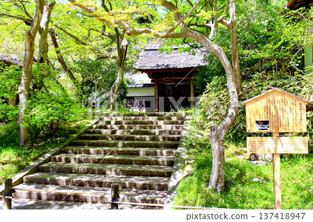 【神奈川】圓覺寺的春天－寺院內的利格爾森林 137418947