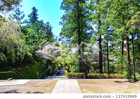 【神奈川】圓覺寺的春天：從寺廟正門望去，櫻花盛開 137418949