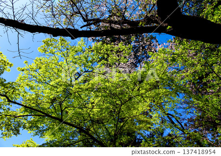 【神奈川】圓覺寺之春：寺內櫻花盛開，綠意盎然 137418954