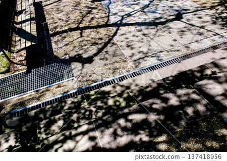 【神奈川】圓覺寺的春天：櫻花花瓣飄落在三門前的石板上。 137418956