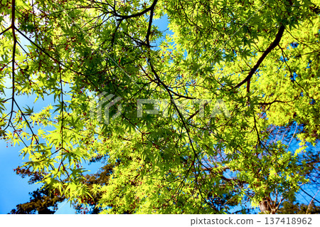 【神奈川】圓覺寺的春天：寺內綠樹成蔭，藍天白雲 137418962