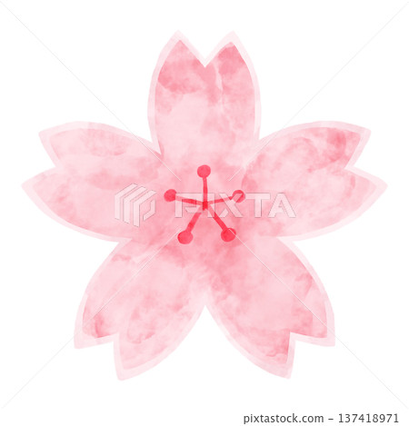 Watercolor cherry blossom simple illustration spring watercolor cherry blossom flower 137418971