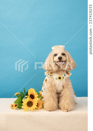 愛笑的馬爾濟斯犬潘娜,身邊有一隻藍色的雄鹿和向日葵 愛笑的馬爾濟斯犬潘娜,身邊有一隻藍色的雄鹿和向日葵 137419255