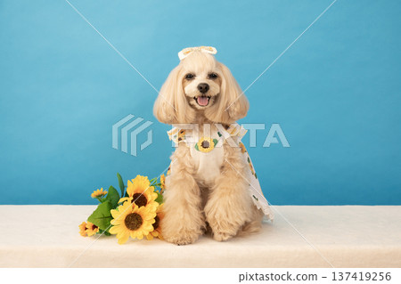 愛笑的馬爾濟斯犬潘娜，身邊有一隻藍色的雄鹿和向日葵 137419256