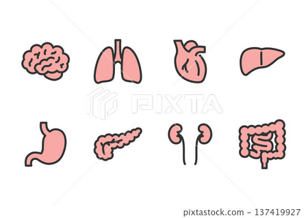 Simple human internal organs illustration icon set 137419927
