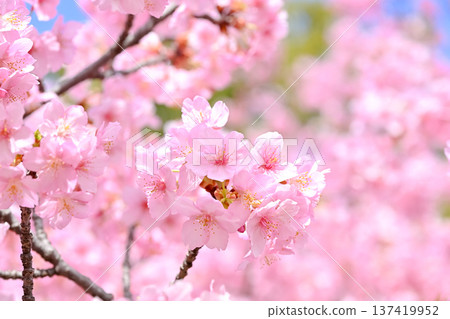 Sakurasaku 137419952