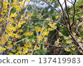Yellow Mansaku flower 137419983