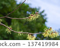 Witch hazel flower 137419984