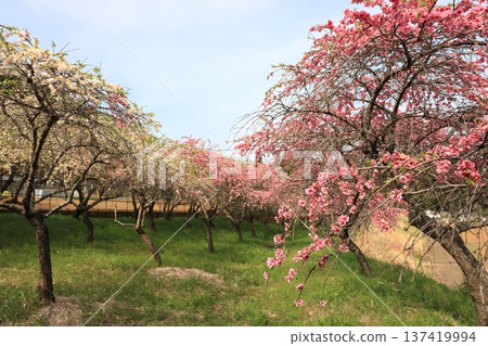 Flower peach heralds the arrival of spring Flower peach heralds the arrival of spring 137419994