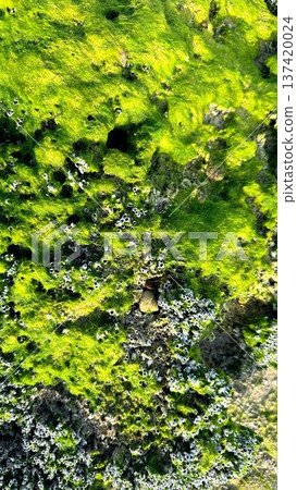 Algae And Stones Scene. Intertidal Algae Accompanied By Small Stones And Shimmer. Shoreline Algae Dotted With Pebbles And Grit Showcasing Ecological And Seasonal Variations Algae And Stones Scene. Intertidal Algae Accompanied By Small Stones And Shimmer. Shoreline Algae Dotted With Pebbles And Grit Showcasing Ecological And Seasonal Variations 137420024
