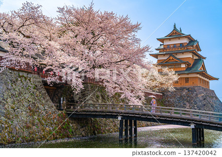 Takashima Castle, cherry blossoms in full bloom, Japanese clothing, kimono, woman [Suwa City, Nagano Prefecture] 137420042