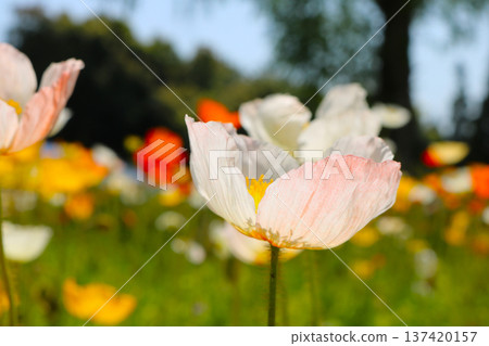 Poppy flower field Poppy flower field 137420157