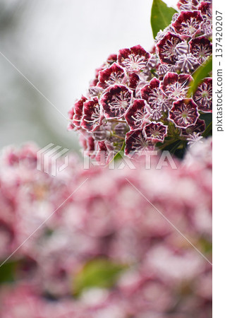 卡爾米爾的花朵 卡爾米爾的花朵 137420207