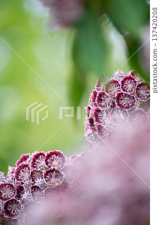 卡爾米爾的花朵 卡爾米爾的花朵 137420208
