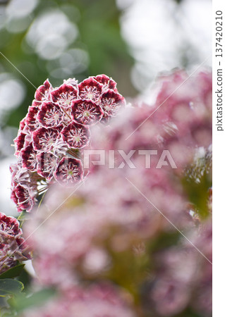 卡爾米爾的花朵 卡爾米爾的花朵 137420210