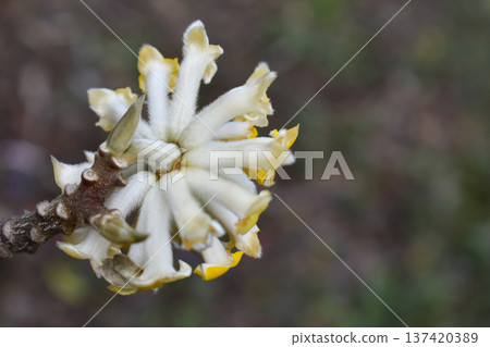 Back view, Mitsumata flowers Back view, Mitsumata flowers 137420389