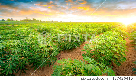 row of cassava tree in field. Growing cassava, young shoots growing. The cassava is the tropical food plant,it is a cash crop in Thailand. This is the landscape of cassava plantation in the Thailand. row of cassava tree in field. Growing cassava, young shoots growing. The cassava is the tropical food plant,it is a cash crop in Thailand. This is the landscape of cassava plantation in the Thailand. 137420410