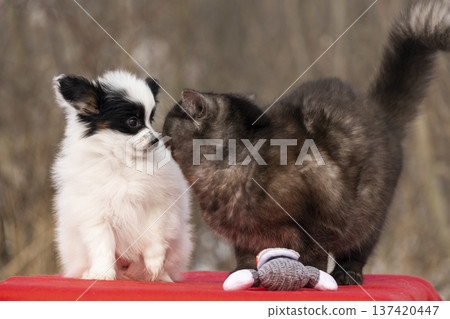 An adorable encounter between a white Papillon puppy and a dark fluffy cat on a bright red surface. They are looking at each other in a curious and friendly way. An adorable encounter between a white Papillon puppy and a dark fluffy cat on a bright red surface. They are looking at each other in a curious and friendly way. 137420447