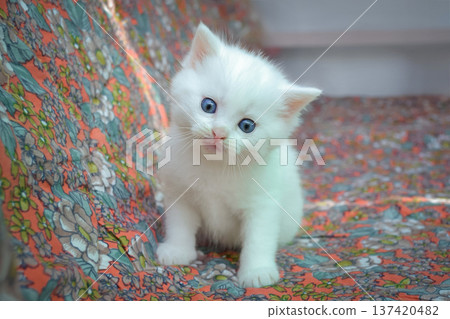 Small white kitten with bright blue eyes on a colored background Small white kitten with bright blue eyes on a colored background 137420482