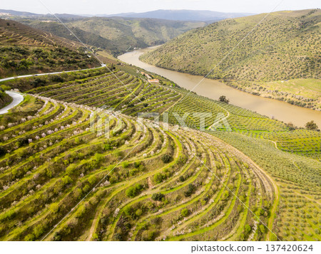 Douro Valley. Green Hills with Blossoming Almond Trees, Vineyards and Terraces Douro Valley. Green Hills with Blossoming Almond Trees, Vineyards and Terraces 137420624