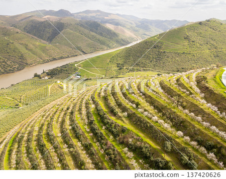 Douro Valley. Green Hills with Blossoming Almond Trees, Vineyards and Terraces 137420626