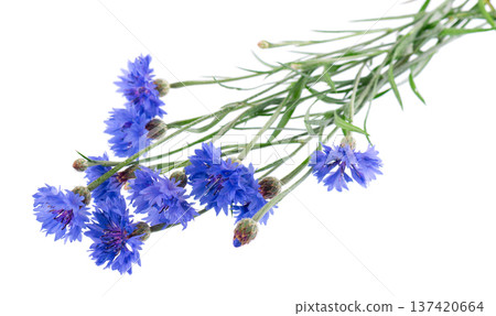 Blue Cornflower isolated on white background. Centaurea cyanus or bachelor's button flowers. 137420664
