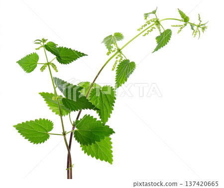 Nettle plant isolated on white background. Green common nettle, burn nettle, stinging nettle or Urtica dioica. Medicinal and culinary herb. Clipping path. 137420665