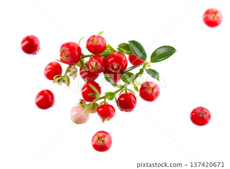 Fresh cowberry berries with leaves, isolated on white background. Ripe cranberry, cowberry, lingonberry. Clipping path. 137420671
