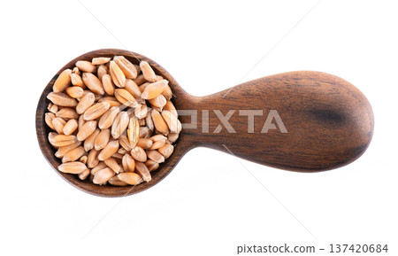 Wheat grains isolated on white background. Processed organic dry wheat seeds in wooden spoon. Clipping path. Top view. 137420684