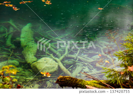 德國國王湖清澈見底的秋季湖水與沈木 137420755