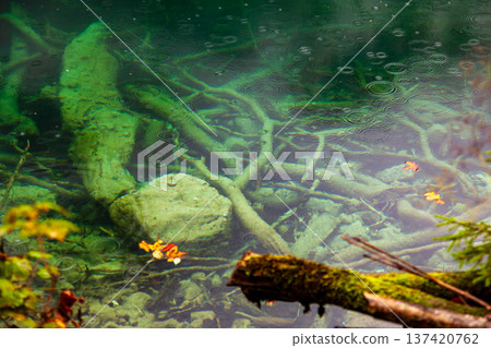 德國國王湖清澈見底的秋季湖水與沈木 德國國王湖清澈見底的秋季湖水與沈木 137420762
