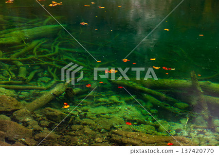The crystal-clear autumn waters of Königssee in Germany and the driftwood 137420770