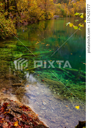 The crystal-clear autumn waters of Königssee in Germany and the driftwood 137420777
