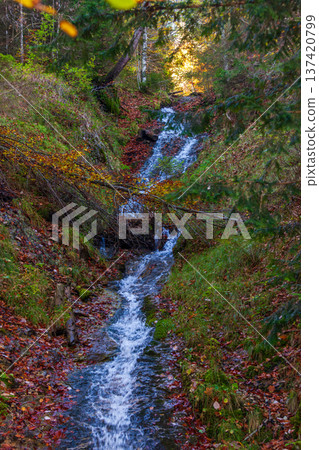 德國新天鵝堡森林中蜿蜒流動的秋季溪澗 德國新天鵝堡森林中蜿蜒流動的秋季溪澗 137420799