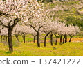 Blossoming Almond Trees and Green Meadow in Spring. Portugal 137421222